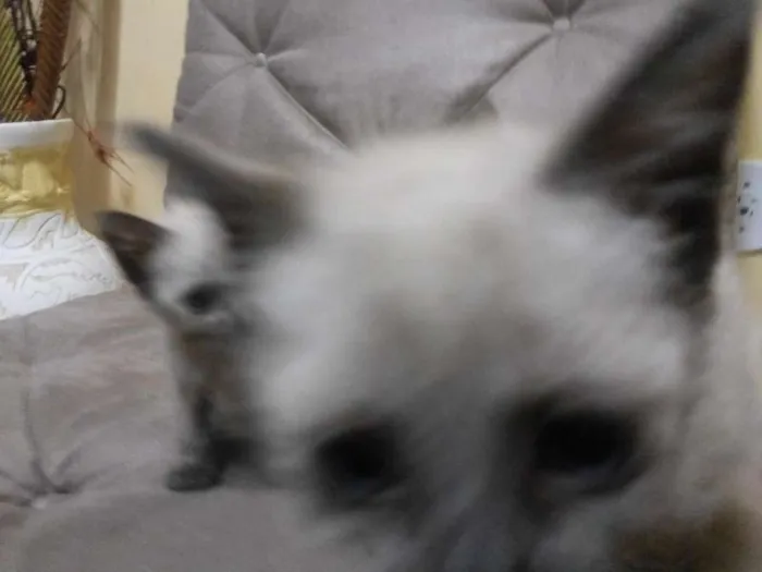 Gato ra a Siamês idade 2 a 6 meses nome Lana,Jesus,Maria