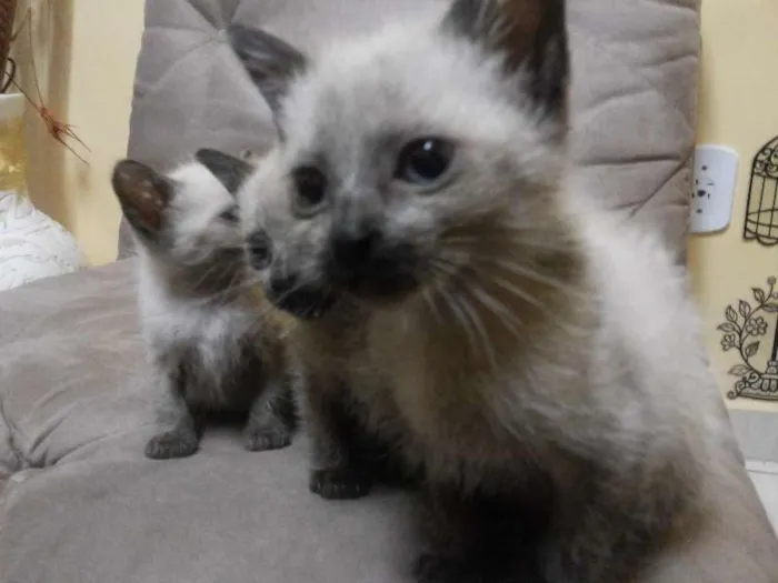 Gato ra a Siamês idade 2 a 6 meses nome Lana,Jesus,Maria