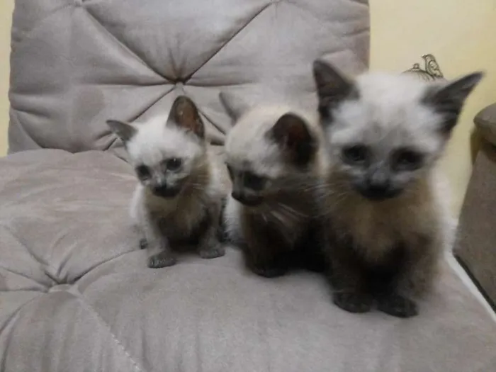 Gato ra a Siamês idade 2 a 6 meses nome Lana,Jesus,Maria