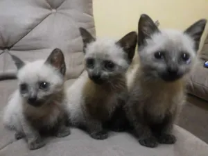 Gato raça Siamês idade 2 a 6 meses nome Lana,Jesus,Maria