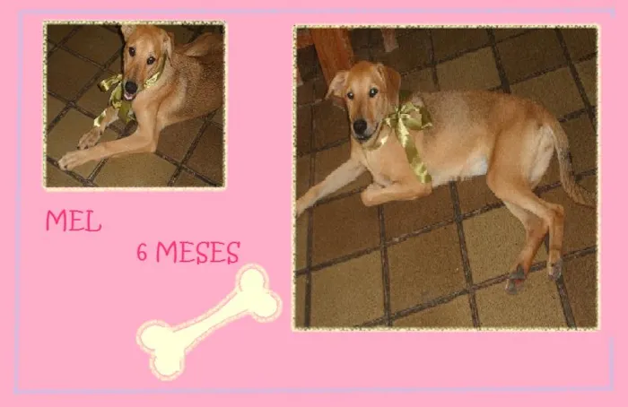 Cachorro ra a mestiça idade 2 a 6 meses nome Mel