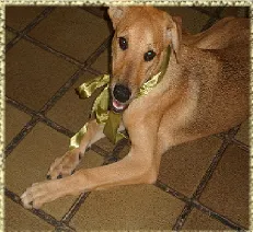 Cachorro raça mestiça idade 2 a 6 meses nome Mel