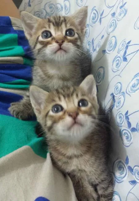 Gato ra a Sem Raça idade 2 a 6 meses nome Sem Nome