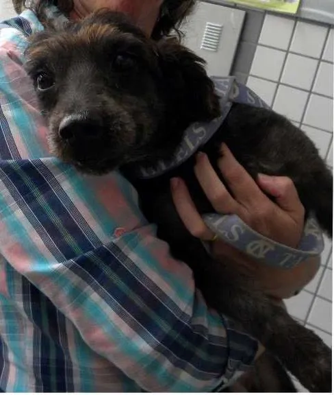 Cachorro ra a SRD idade 3 anos nome Teco