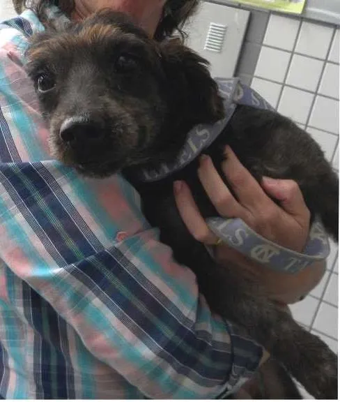 Cachorro ra a SRD idade 3 anos nome Teco