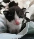 Frodo