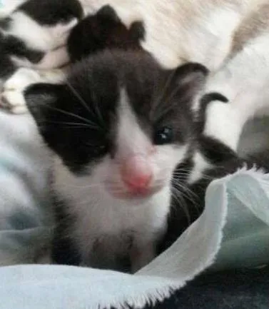 Gato ra a SRD idade Abaixo de 2 meses nome Frodo