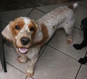 Cachorro raça Cocker idade 1 ano nome marley