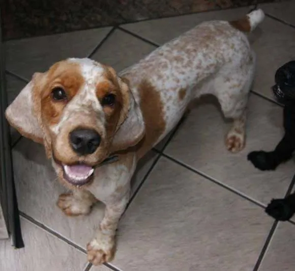 Cachorro ra a Cocker idade 1 ano nome marley