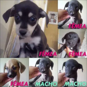 Cachorro raça SRD idade Abaixo de 2 meses nome filhotes de apenas 