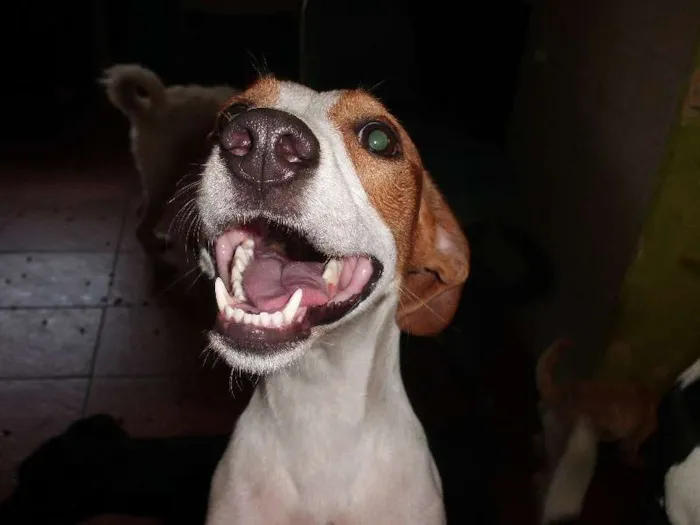 Cachorro ra a SRD idade 3 anos nome Nina