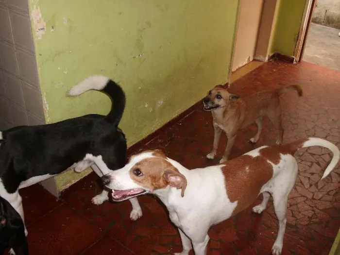 Cachorro ra a SRD idade 3 anos nome Nina
