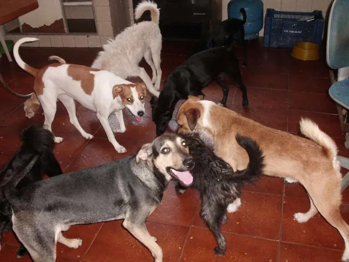 Cachorro ra a SRD idade 3 anos nome Nina