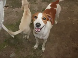 Cachorro raça SRD idade 3 anos nome Nina