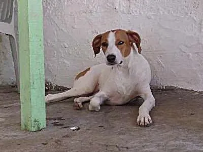 Cachorro ra a SRD idade 3 anos nome Nina