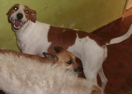 Cachorro ra a SRD idade 3 anos nome Nina