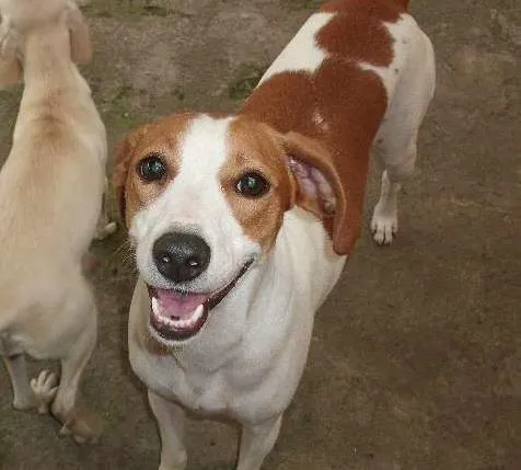Cachorro ra a SRD idade 3 anos nome Nina