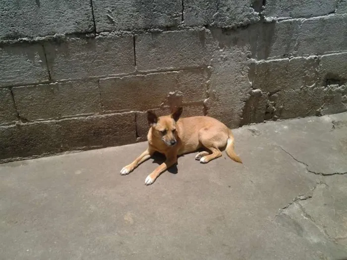 Cachorro ra a srd idade 3 anos nome Paraguaya