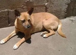 Cachorro ra a srd idade 3 anos nome Paraguaya