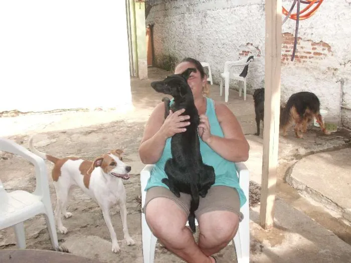 Cachorro ra a SRD idade 3 anos nome Terry