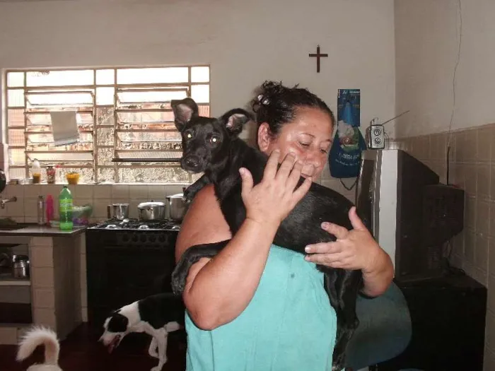 Cachorro ra a SRD idade 3 anos nome Terry