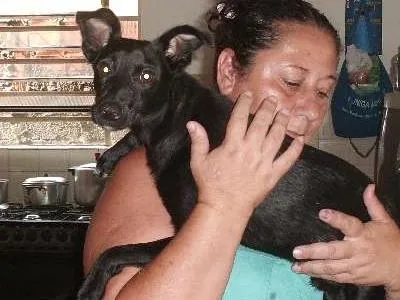 Cachorro ra a SRD idade 3 anos nome Terry
