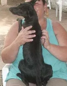 Cachorro ra a SRD idade 3 anos nome Terry