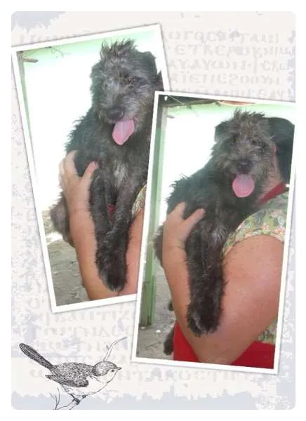 Cachorro ra a SRD idade 2 anos nome Monique