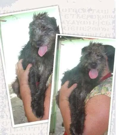 Cachorro ra a SRD idade 2 anos nome Monique