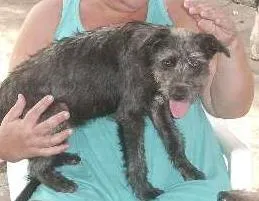 Cachorro ra a SRD idade 2 anos nome Monique