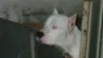 Lua