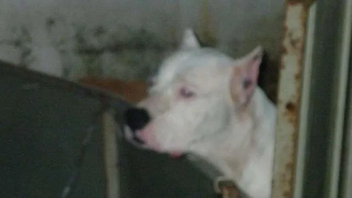 Cachorro ra a Dogo Argentino idade 6 ou mais anos nome Lua