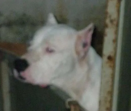 Cachorro ra a Dogo Argentino idade 6 ou mais anos nome Lua