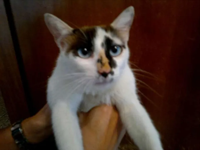 Gato ra a SRD idade 4 anos nome MADONA