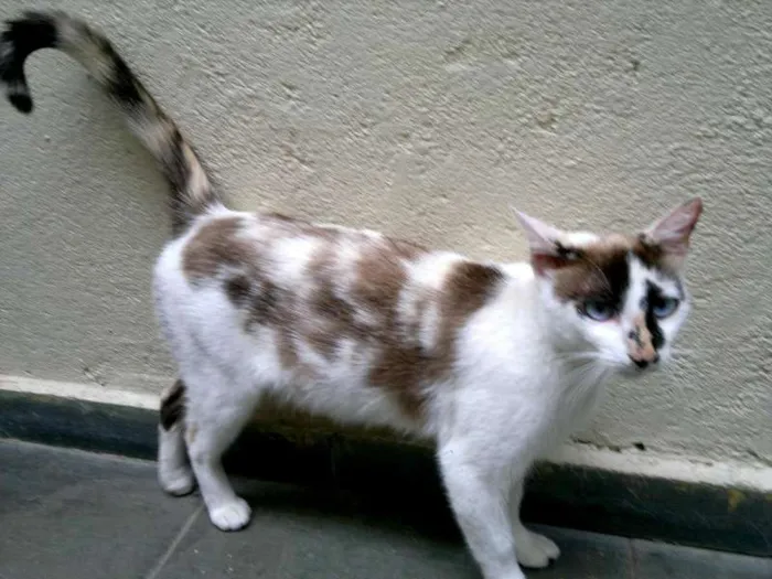 Gato ra a SRD idade 4 anos nome MADONA