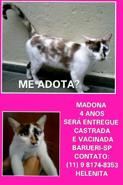 Gato ra a SRD idade 4 anos nome MADONA