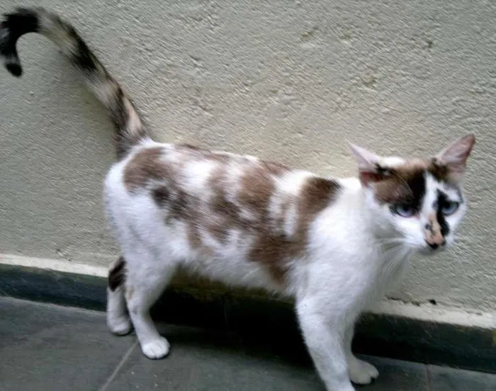 Gato ra a SRD idade 4 anos nome MADONA