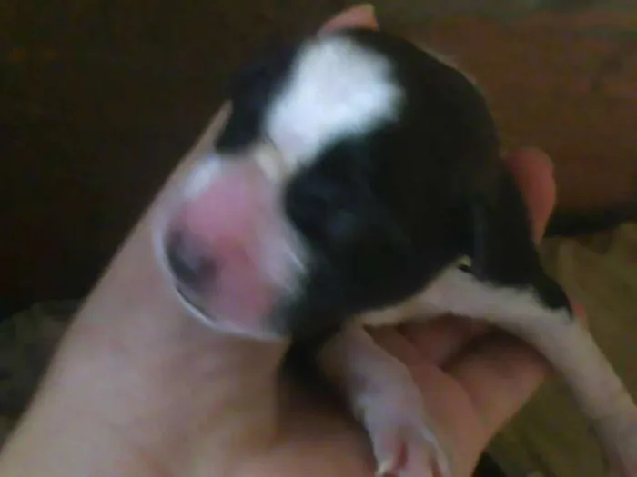 Cachorro raça indefinida idade Abaixo de 2 meses nome sao varios 