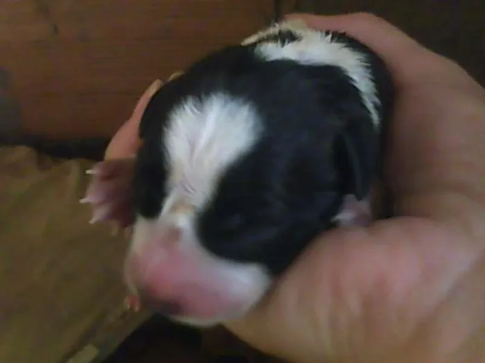 Cachorro raça indefinida idade Abaixo de 2 meses nome sao varios 