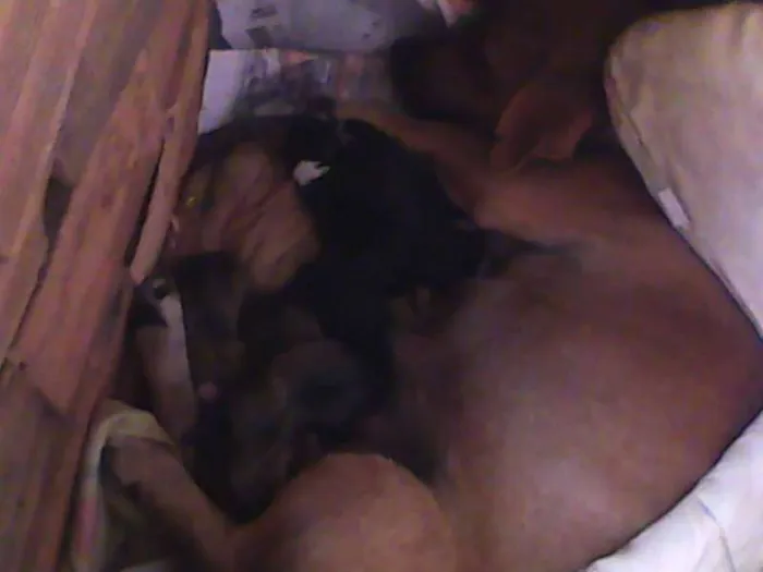 Cachorro raça indefinida idade Abaixo de 2 meses nome sao varios 