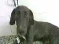 Cachorro raça SRD idade 3 anos nome Sheldon