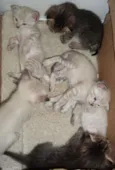 gatinhos