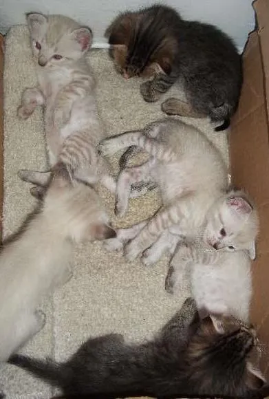 Gato ra a  idade Abaixo de 2 meses nome gatinhos