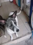 pretinha