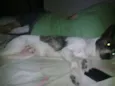 pretinha