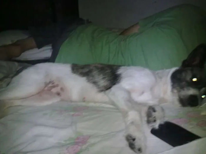 Cachorro ra a srd idade 1 ano nome pretinha