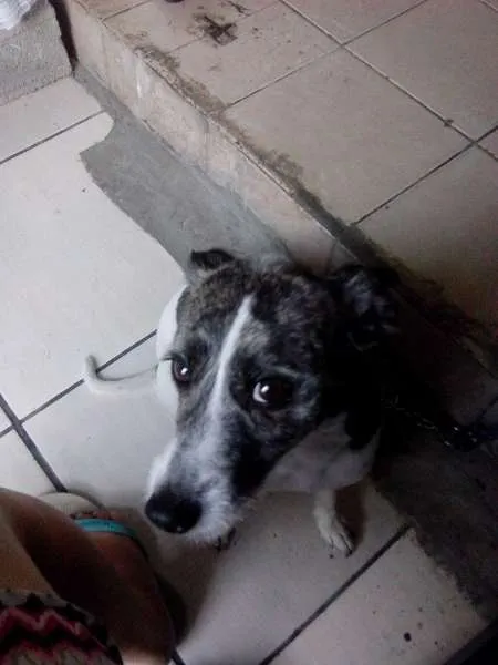 Cachorro ra a srd idade 1 ano nome pretinha