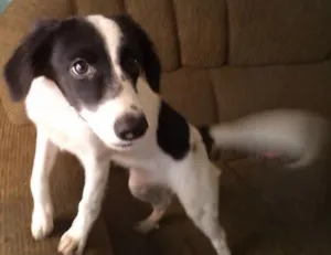 Cachorro raça mestiça idade 2 a 6 meses nome Vitoria