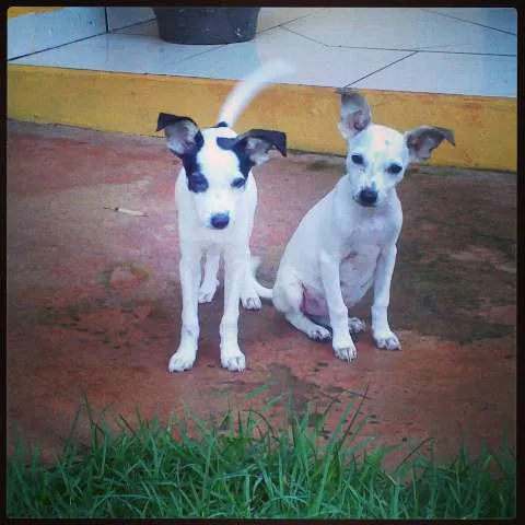 Cachorro ra a SRD idade 2 a 6 meses nome Sem nomes