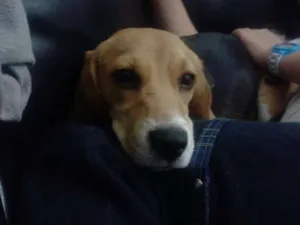 Cachorro raça beagle idade 2 anos nome Mel